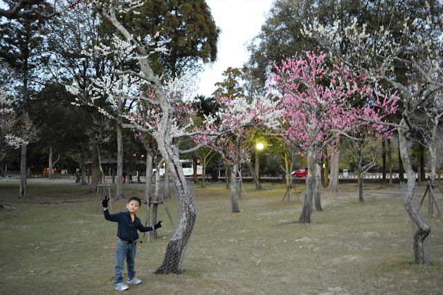 japan-nara-park-cherry-blossoms