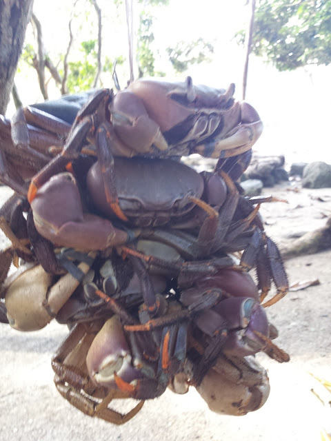 palaui_island_forest_crab
